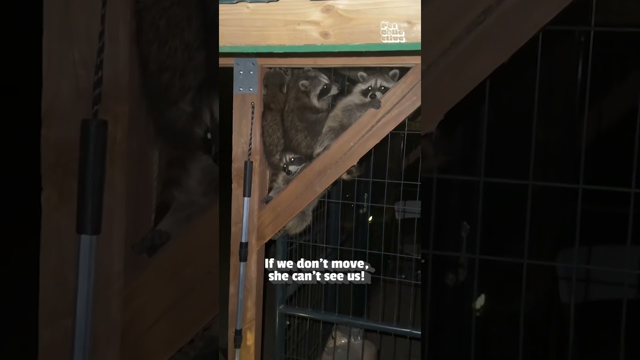 Person Catches Hilarious Baby Raccoons Sneaking Into Coop