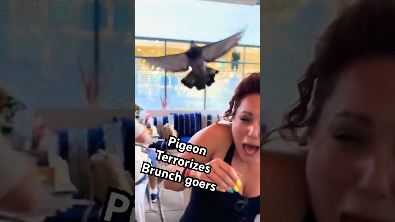 Pigeon Terrorizes People At Brunch! 💥