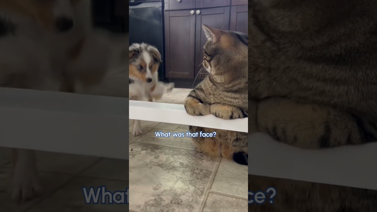 Puppy Reacts To Meeting Cat For First Time