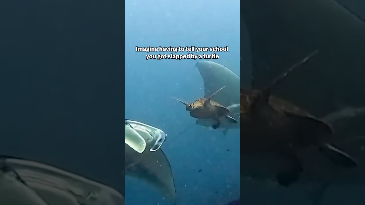 Sea Turtle Slaps Manta Ray