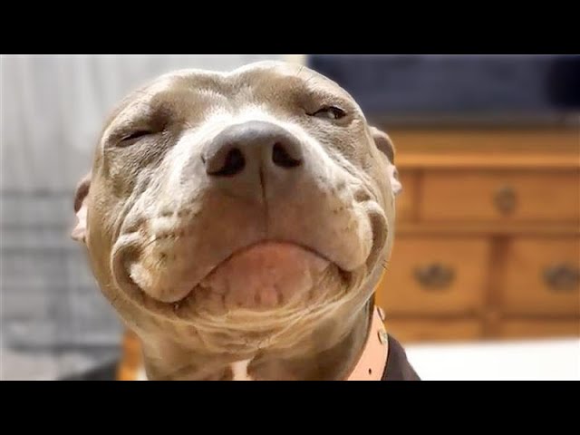 GUILTY Dog smiles when he's caught!  |😂 60 Minutes of Hilarious Pets in 4K