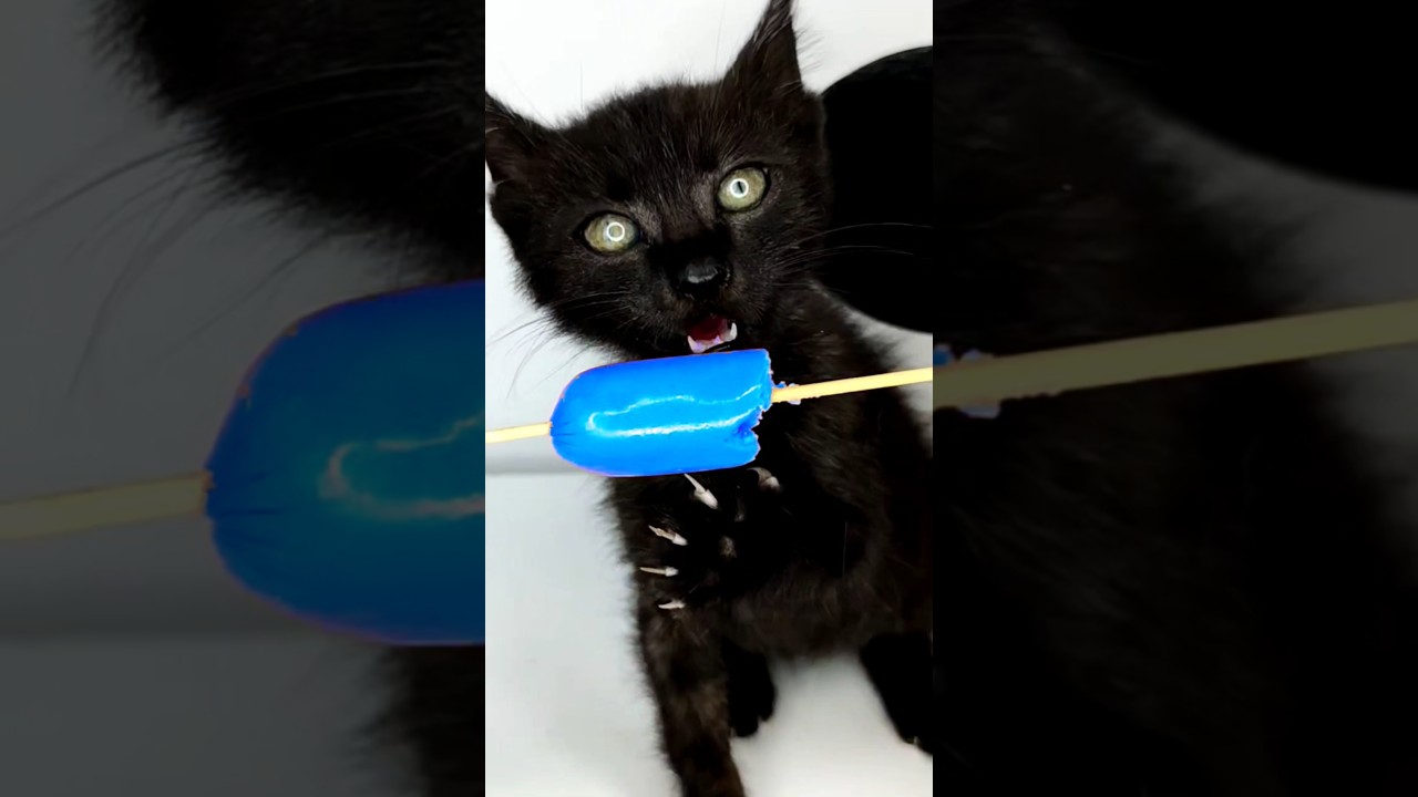 ASMR Mukbang Kitten Eating Blue Sausage 🌭💙 #shorts