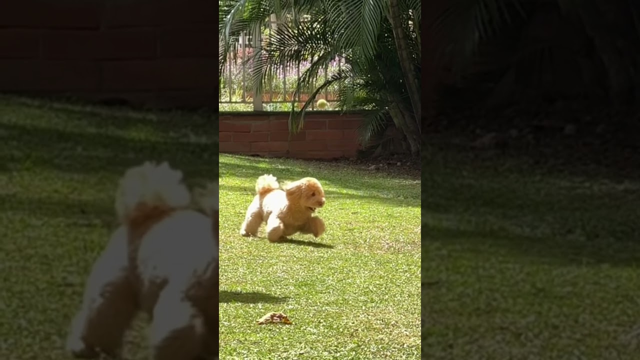 The panicked realization that he did not in fact catch anything  🤣💥🎾 #Dog #Doodle #Funny