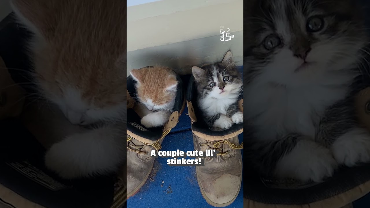 🎼 Smelly Cat Smelly Cat 🐈 What are they feeding you?!?!?! #Friends #Funny #Cats