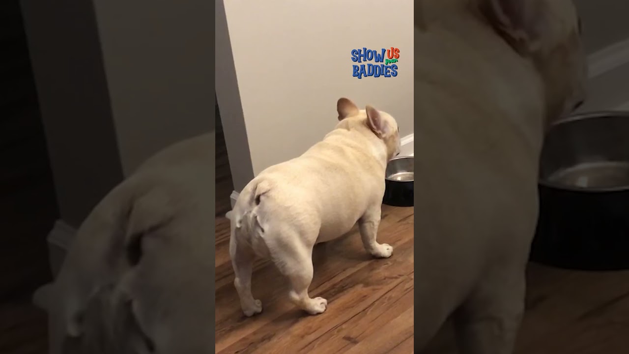 These pets are serving pure DRAMA! #Baddies #FunnyAnimals #BravoTV