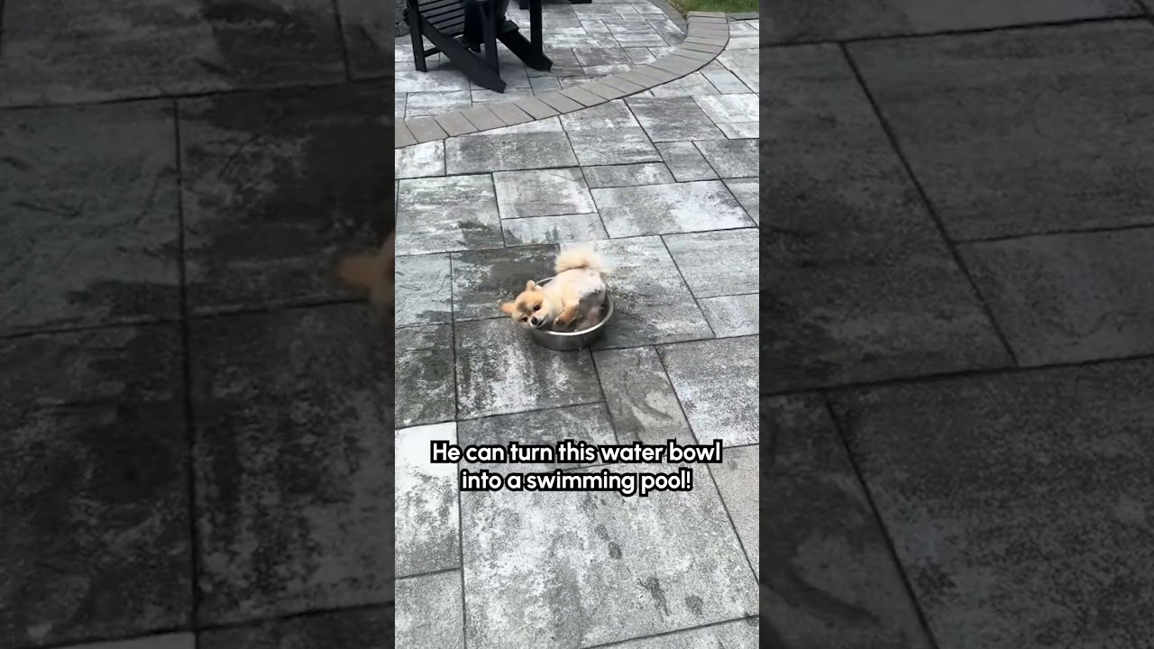 Tiny dog tries to sit in water bowl!