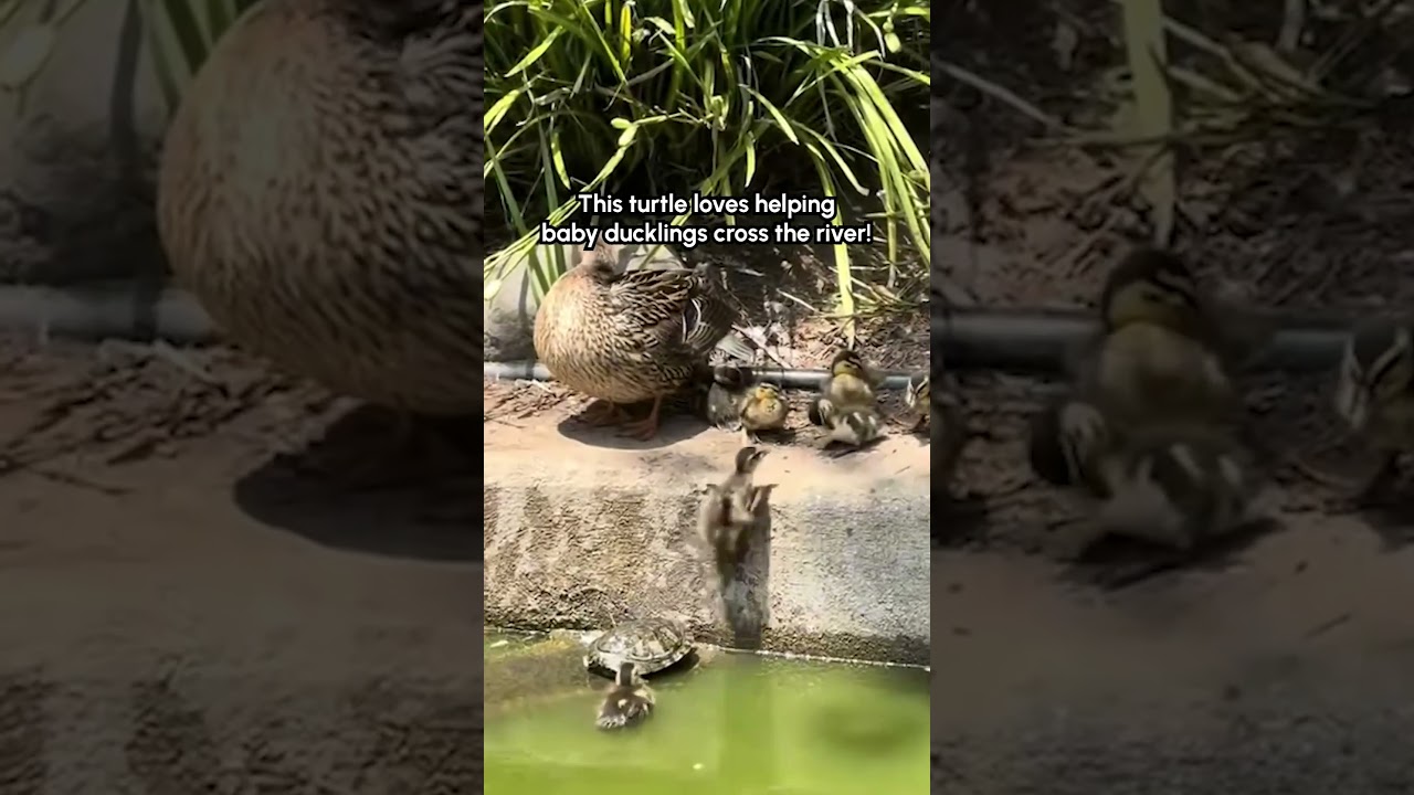 Turtle Gives Baby Ducklings A Boost While Crossing River