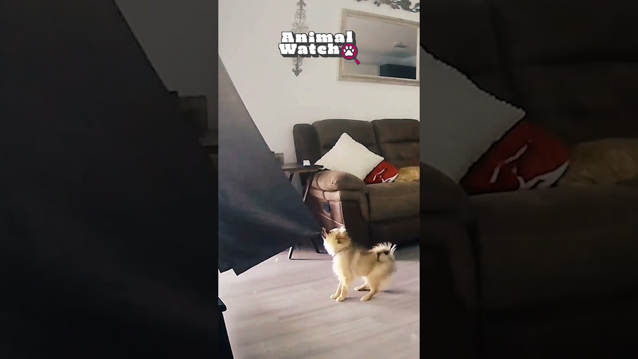 They are messy but they sure are funny! 🐾🐶 #CCTV #AnimalWatch #Funny