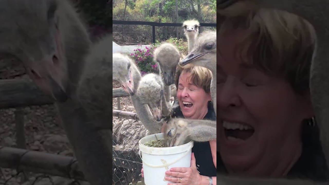 Why You Shouldn't Mess With Ostriches 😂