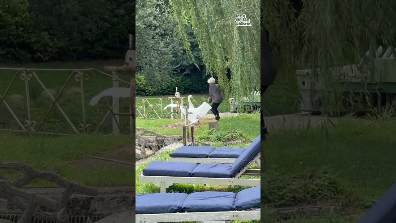Woman Messes With Swan And Swan Fights Back