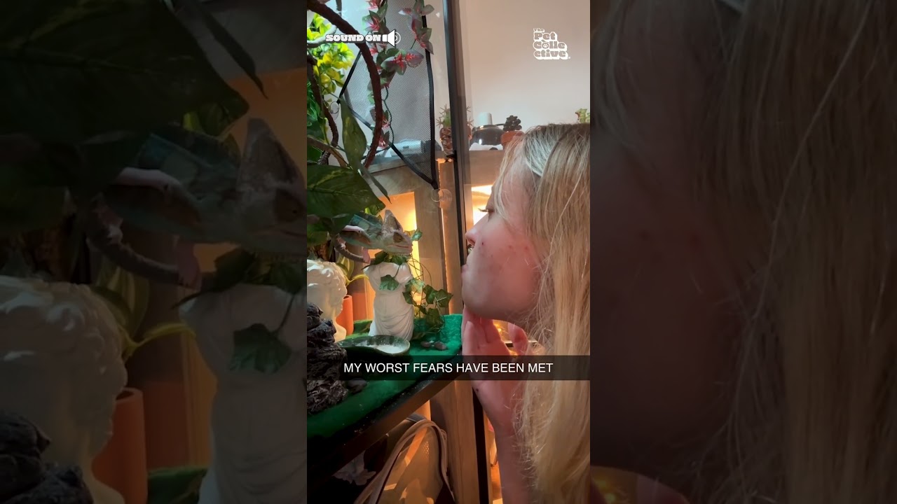 Not sure what else was supposed to happen in this situation 💀💥🤣 #Fail  #Chameleon #Reptile