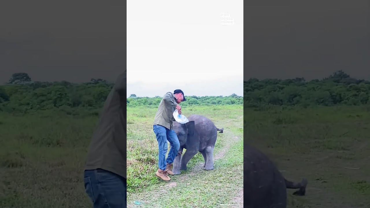 Adorable Baby Elephant Plays With Caretaker