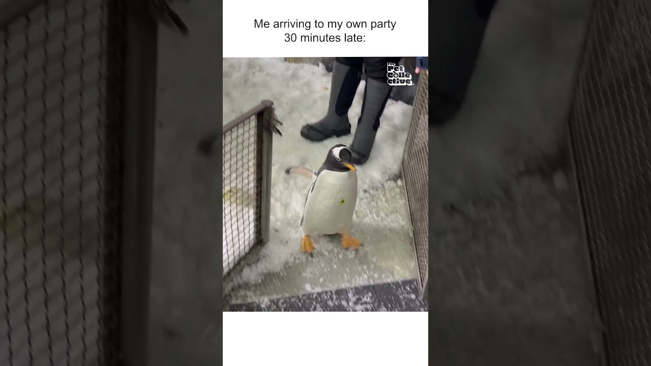 Adorable Baby Penguin Arrives At Meet And Greet