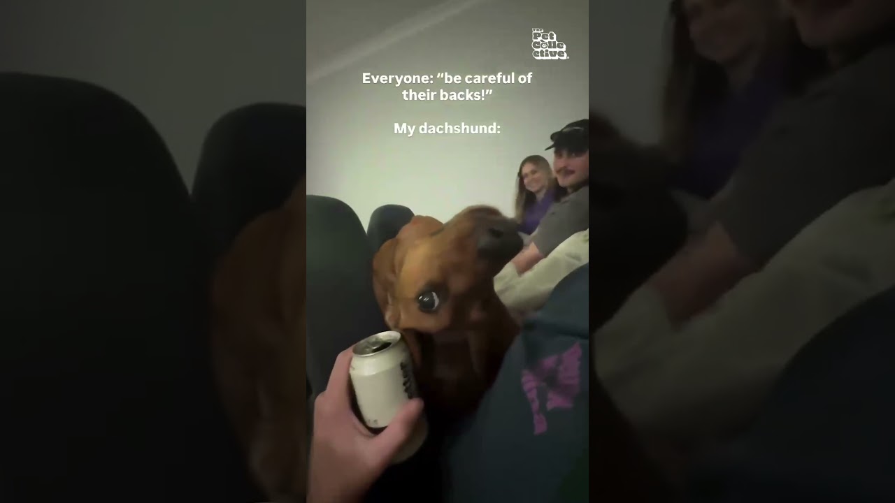 Adorable Dachshund Pulls Off Dramatic Head Tilt for Attention