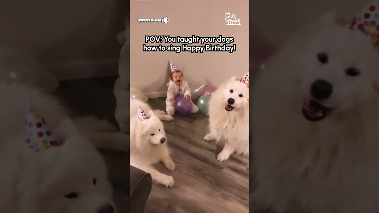 Adorable Dogs Sing Happy Birthday To Baby