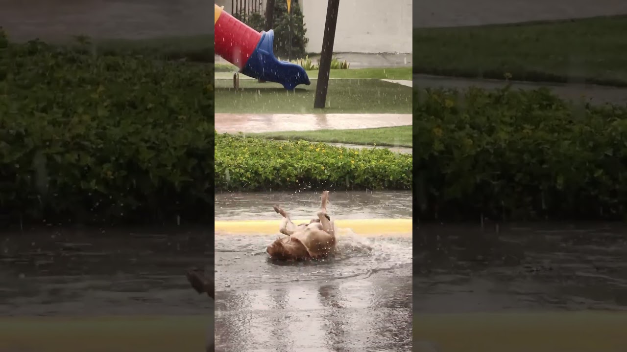 Adorable Golden Retriever LOVES Playing in the Rain! 😍