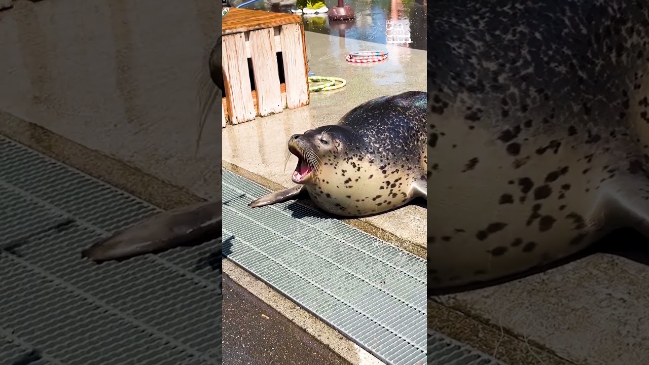 Adorable Seal Undergoes Tooth-Brushing Training