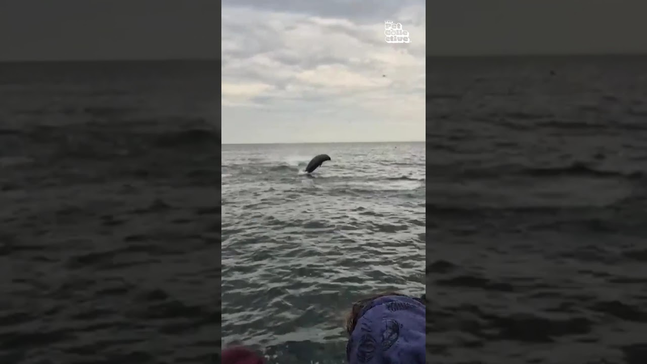 Amazing Dolphins Swim Alongside Tour Boat