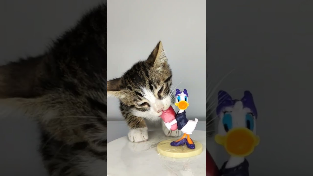 ASMR Mukbang Cat Eating Sausage by Donald Duck 🦆