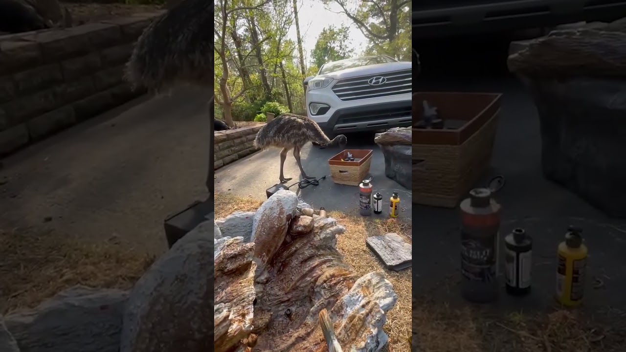 Australian Animals are HARDCORE!