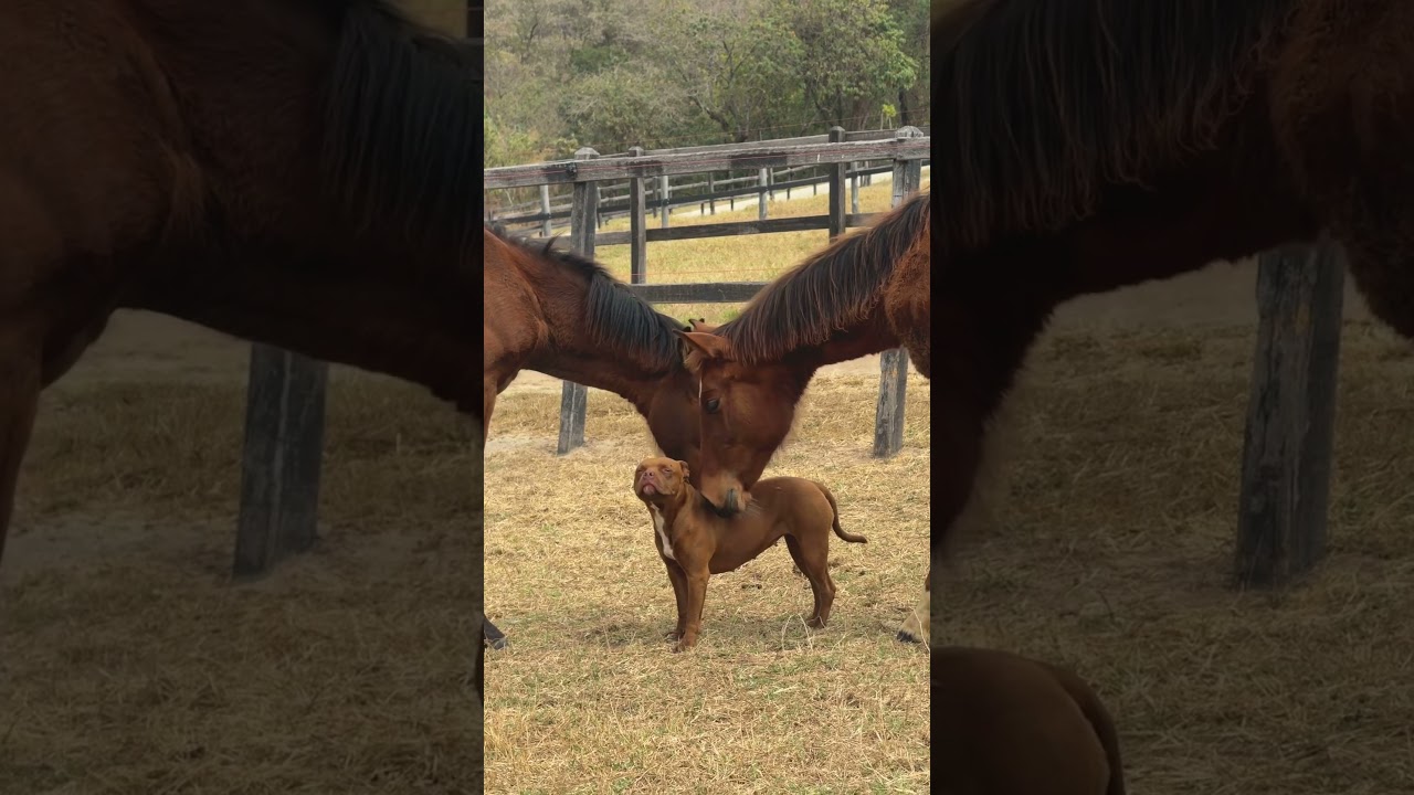 I saw two horses being so gentle with a pitbull on this farm π