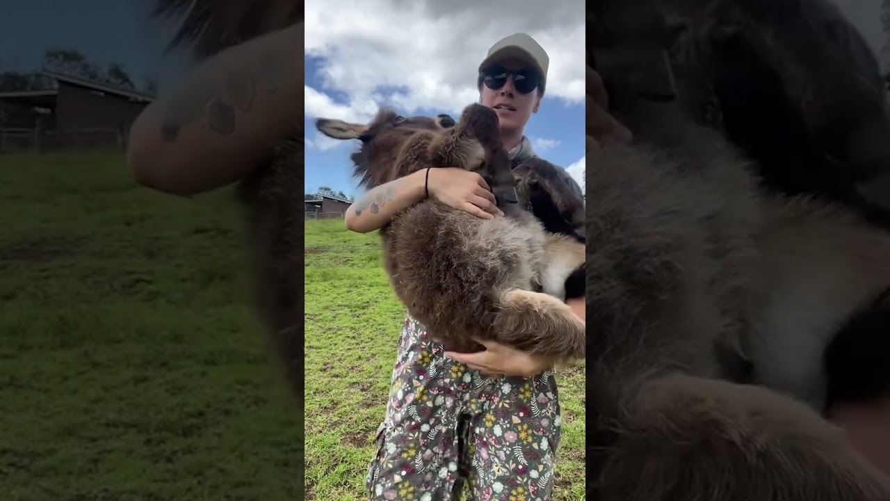 Baby Donkey Loves Being Cuddled