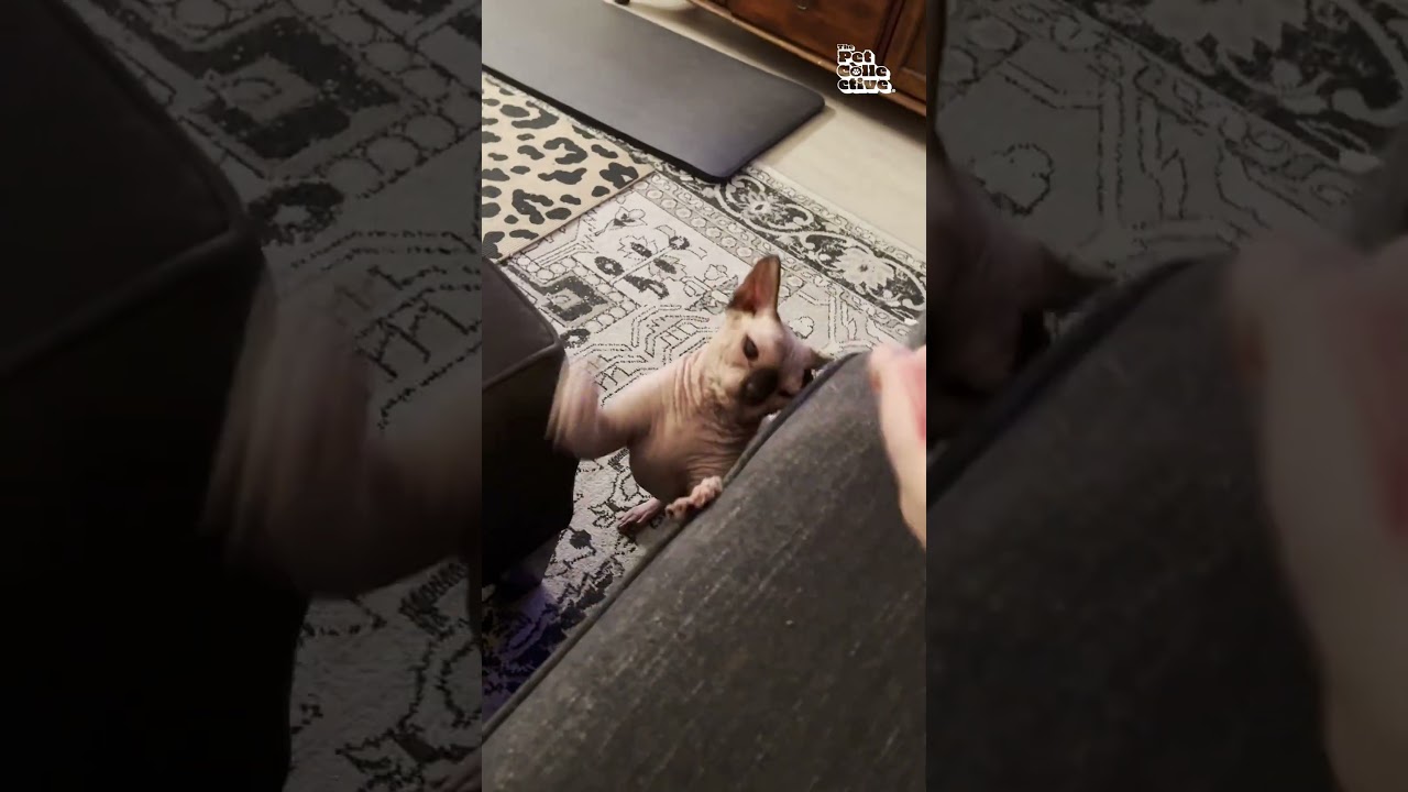 Bald Cat Won't Stop Slapping Me!