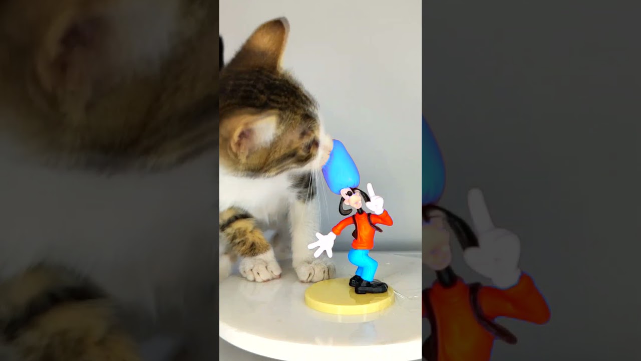 Cat ASMR Eating Blue Cap 🧢