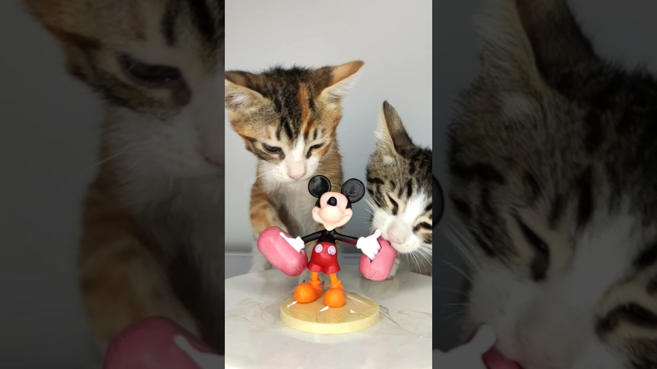 Cat Mickey Mouse ASMR 🐭