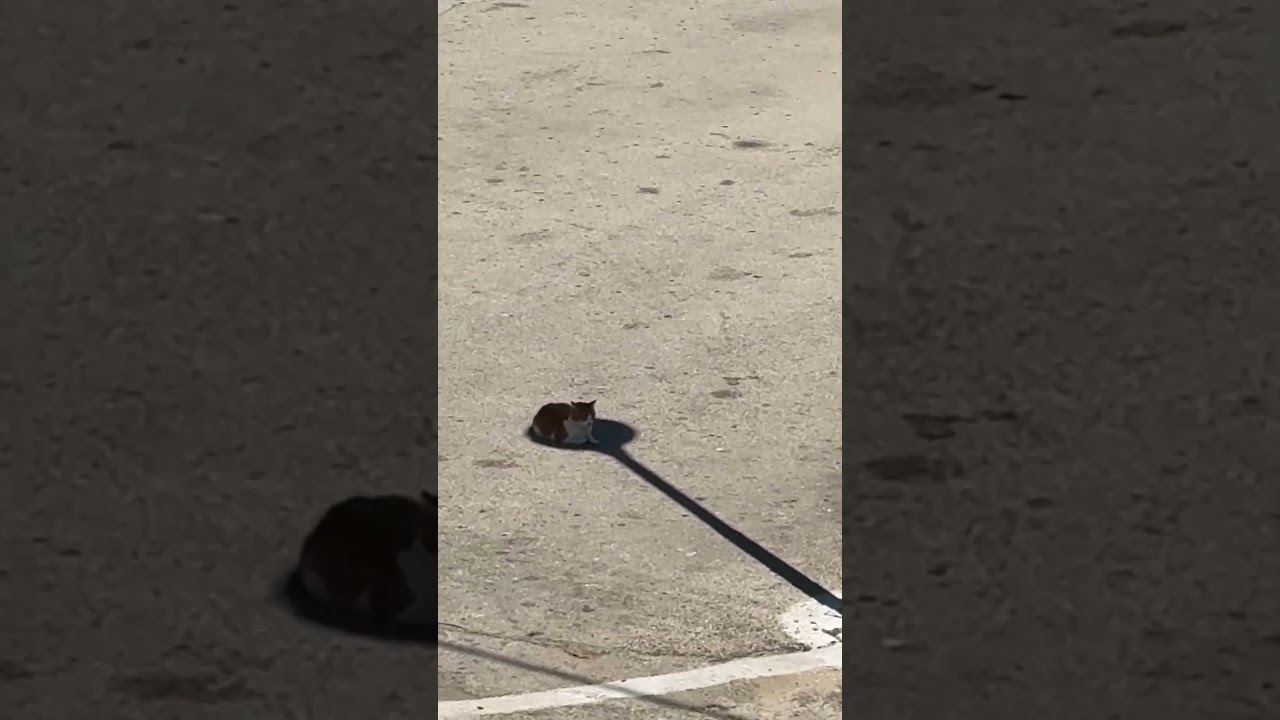 Cat Sits in Pole's Shade to Beat Heat