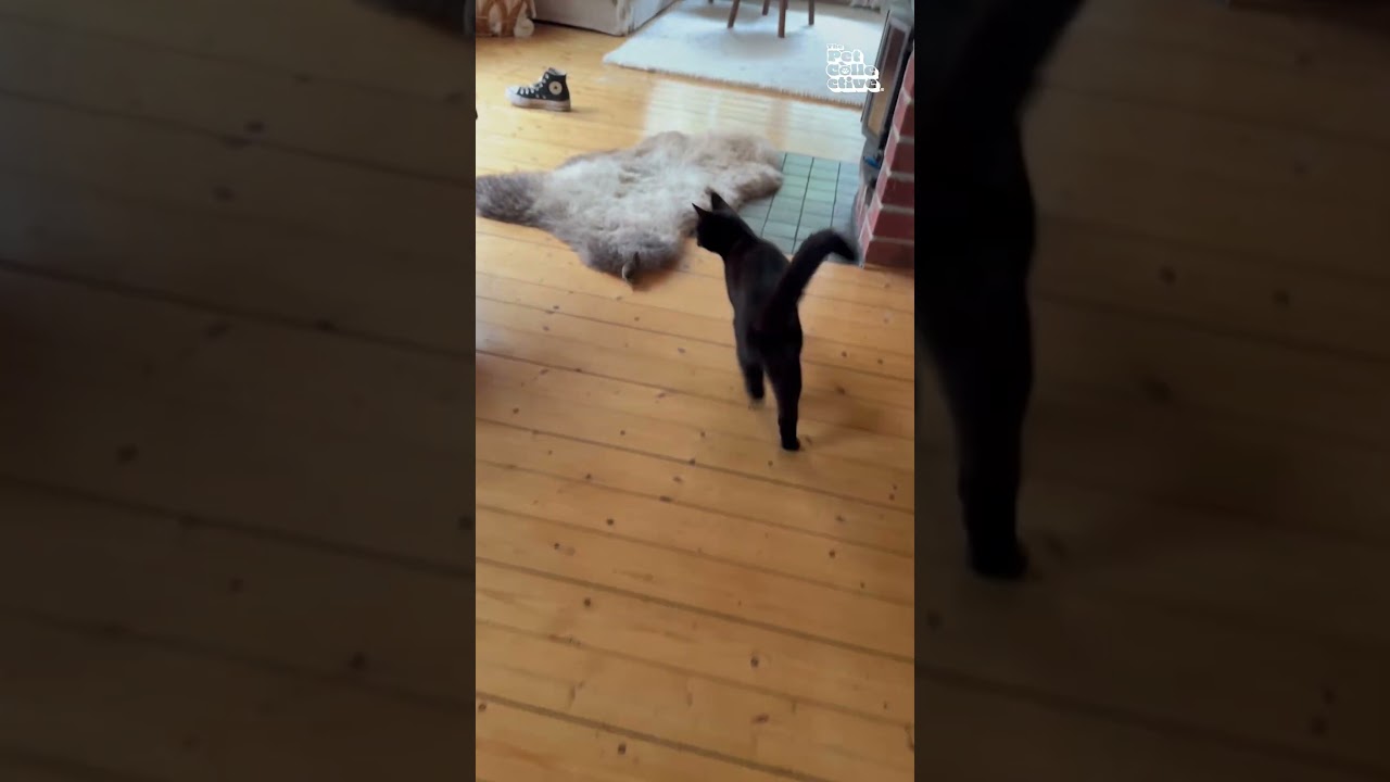 Cat Tries And Fails To Chase Mouse Out Of House