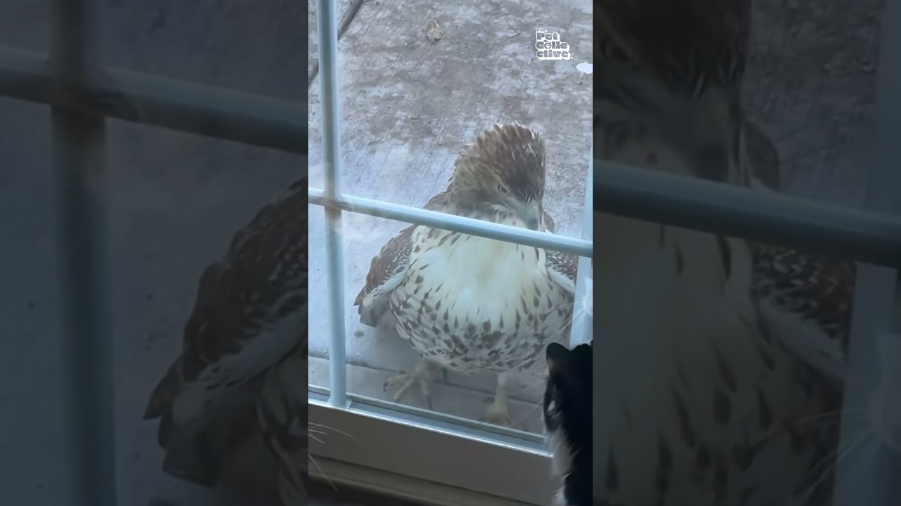 Cats And Hawk Stare At Each Other Through Glass Door