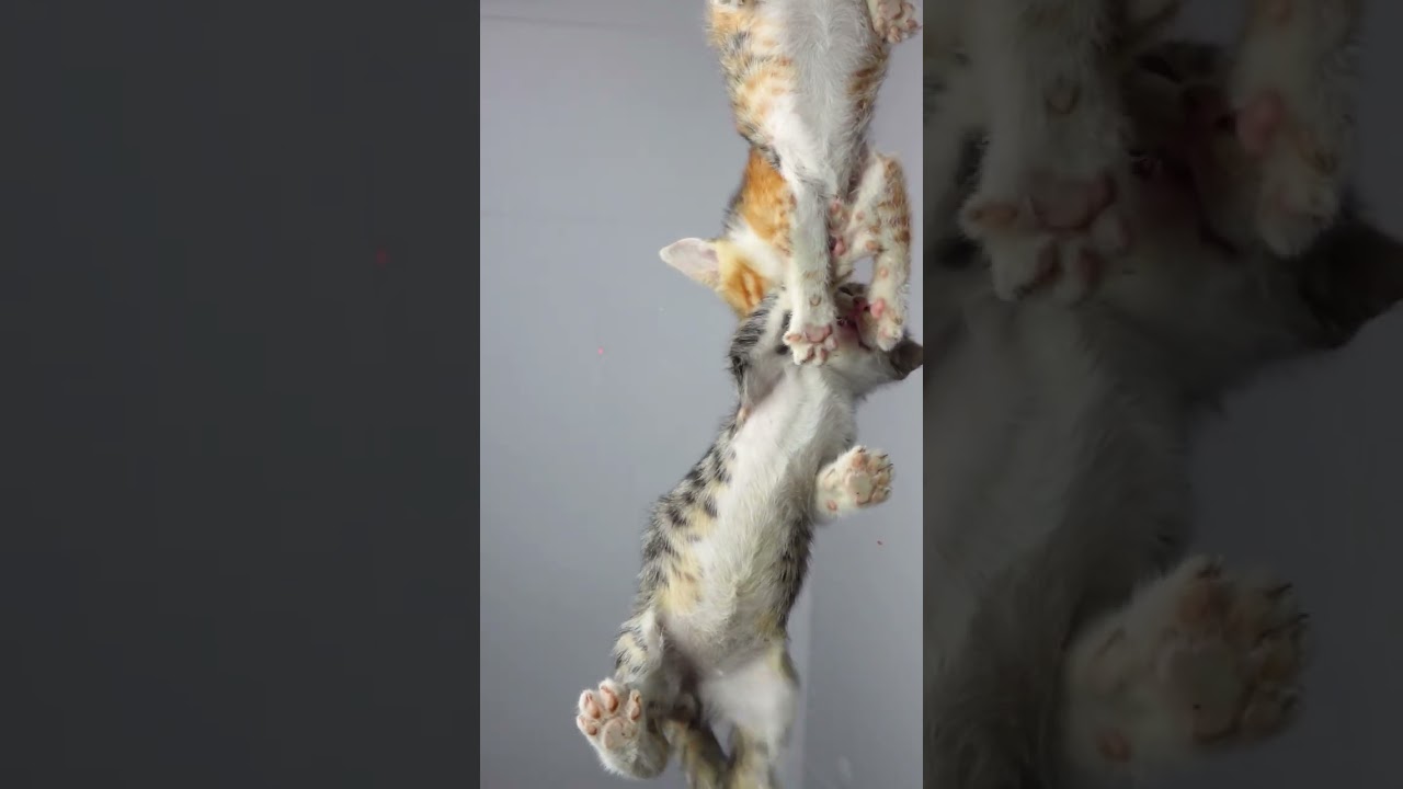 Cats ASMR Beef 🥩 #shorts