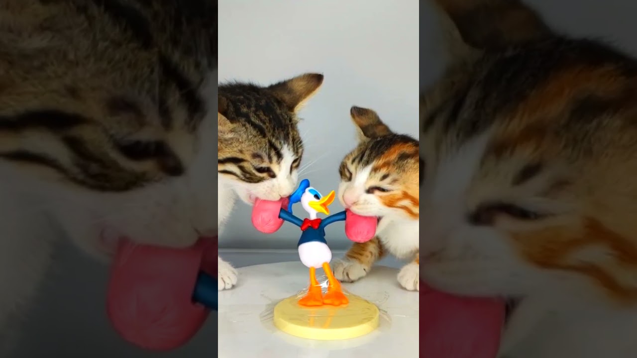 Cats ASMR 😂