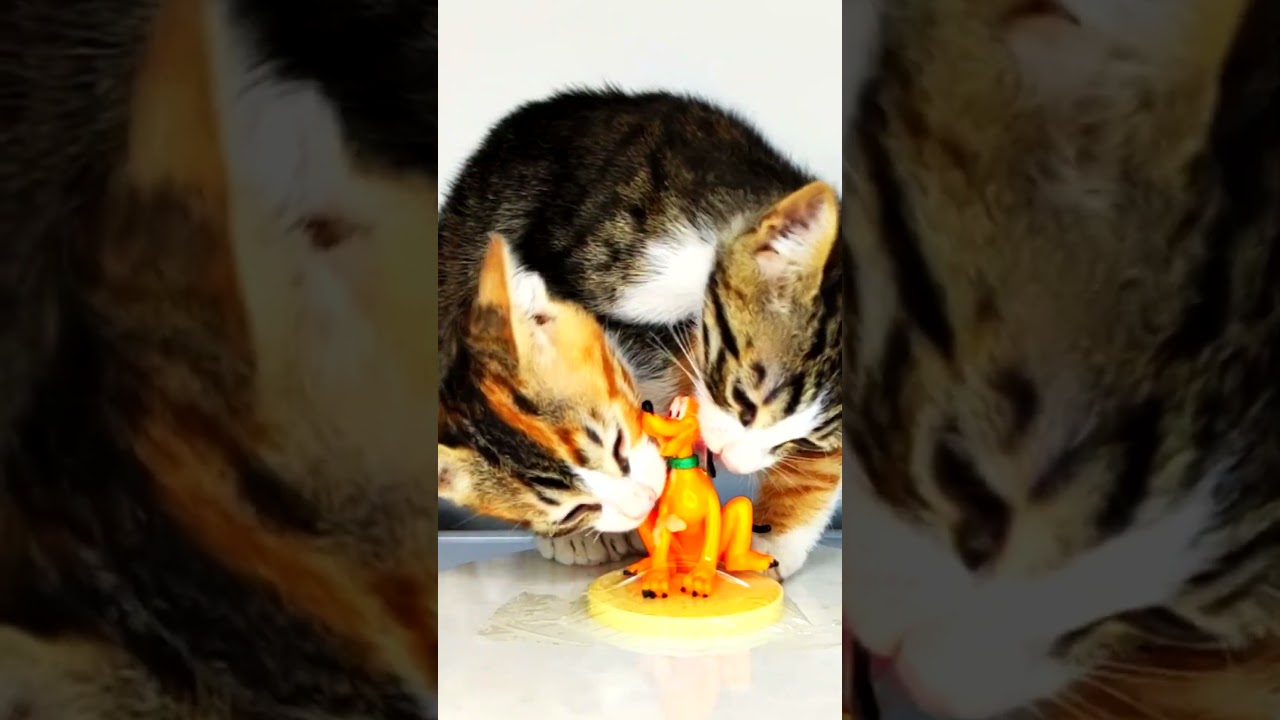 Cats Eating Dog ASMR 🐶