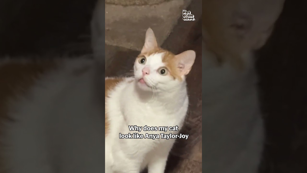 Celebrity Lookalike Cat Makes Weird Face