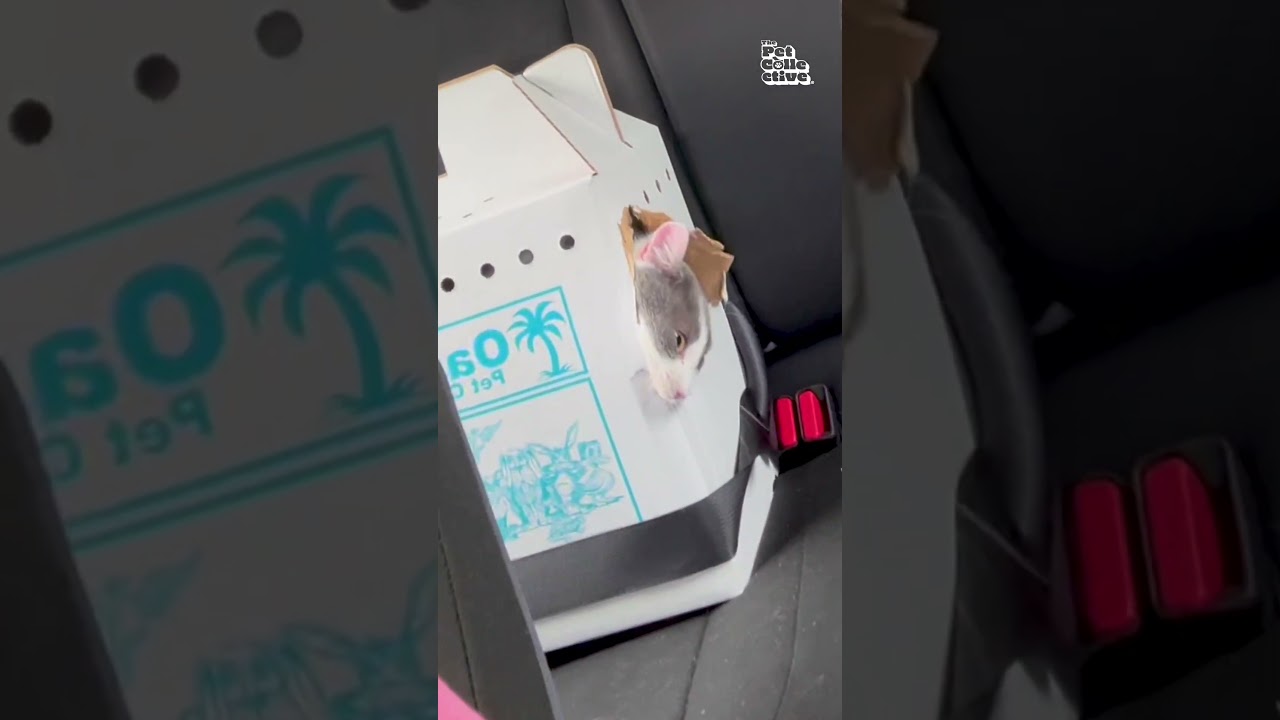 Clever Cat Breaks Out Of Box In Car On Way Home