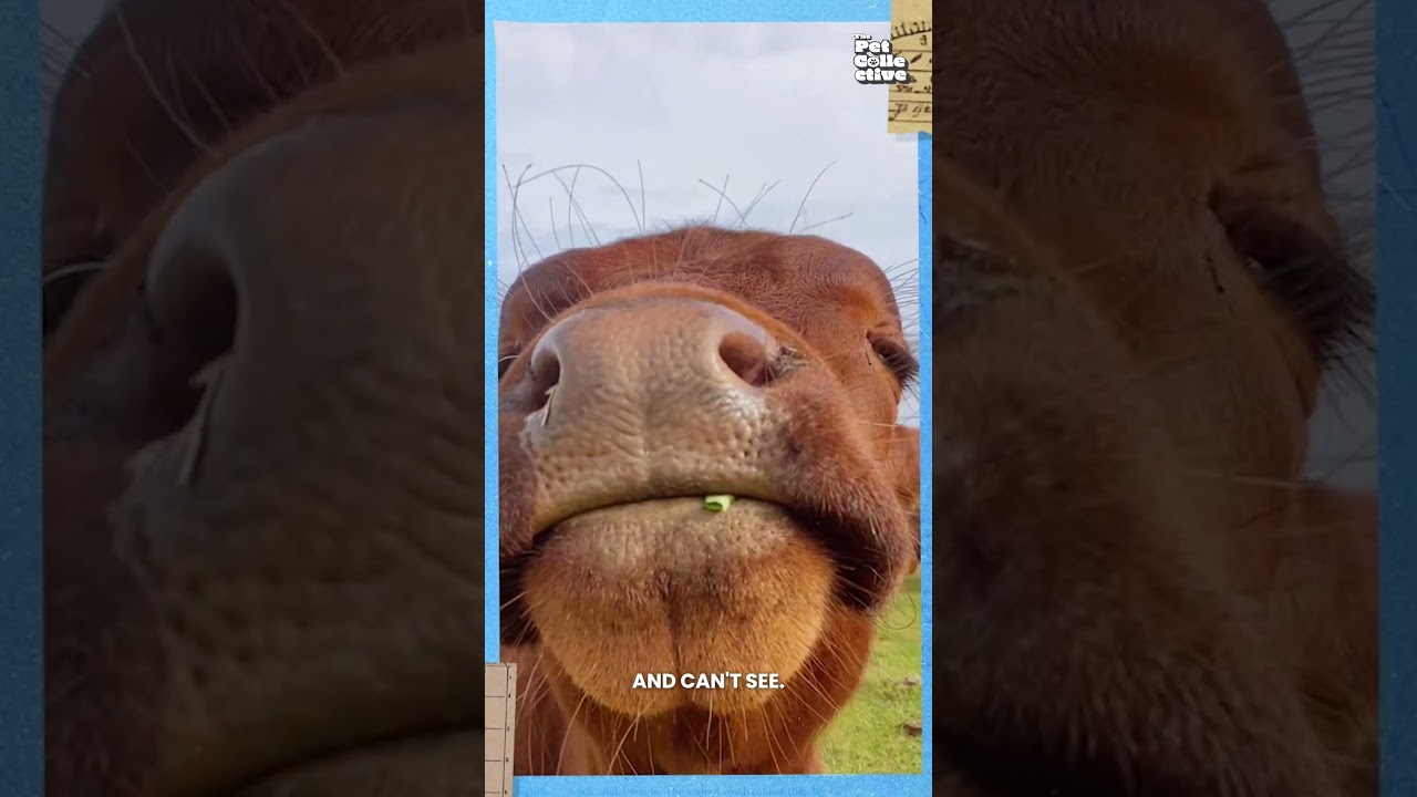 Moo-ving through life in 330°, in fewer colors - That’s the cow perspective 👀🐄 #Cow #FarmLife