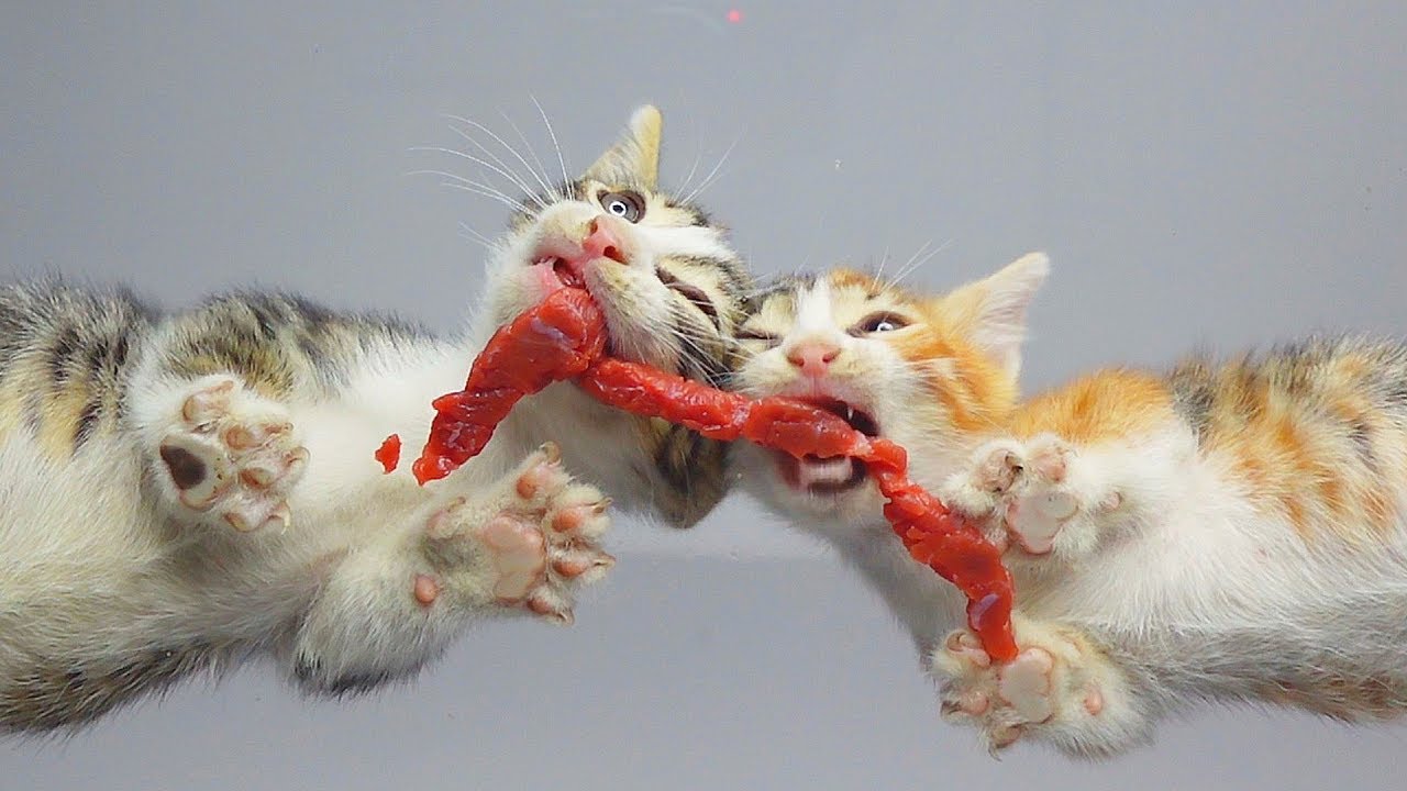 Cute Kittens Battle for Meat! 🍖 | Cat ASMR
