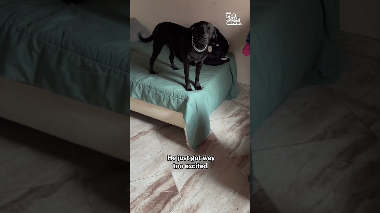 Dog BREAKS Door Knob While Dashing Into Room #BlackLab #Dog #Fail