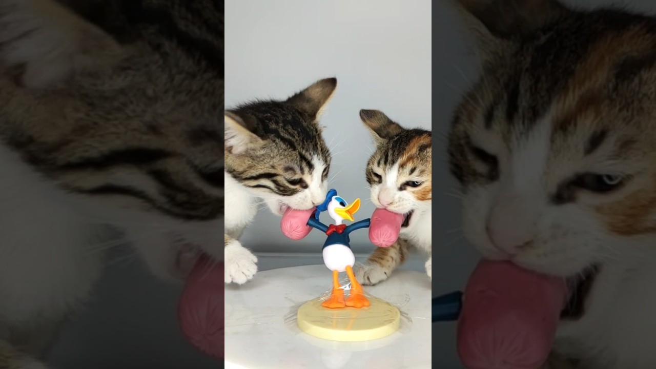 Donald Duck ASMR Mukbang Eating Sausage 🦆 Kitten Cats
