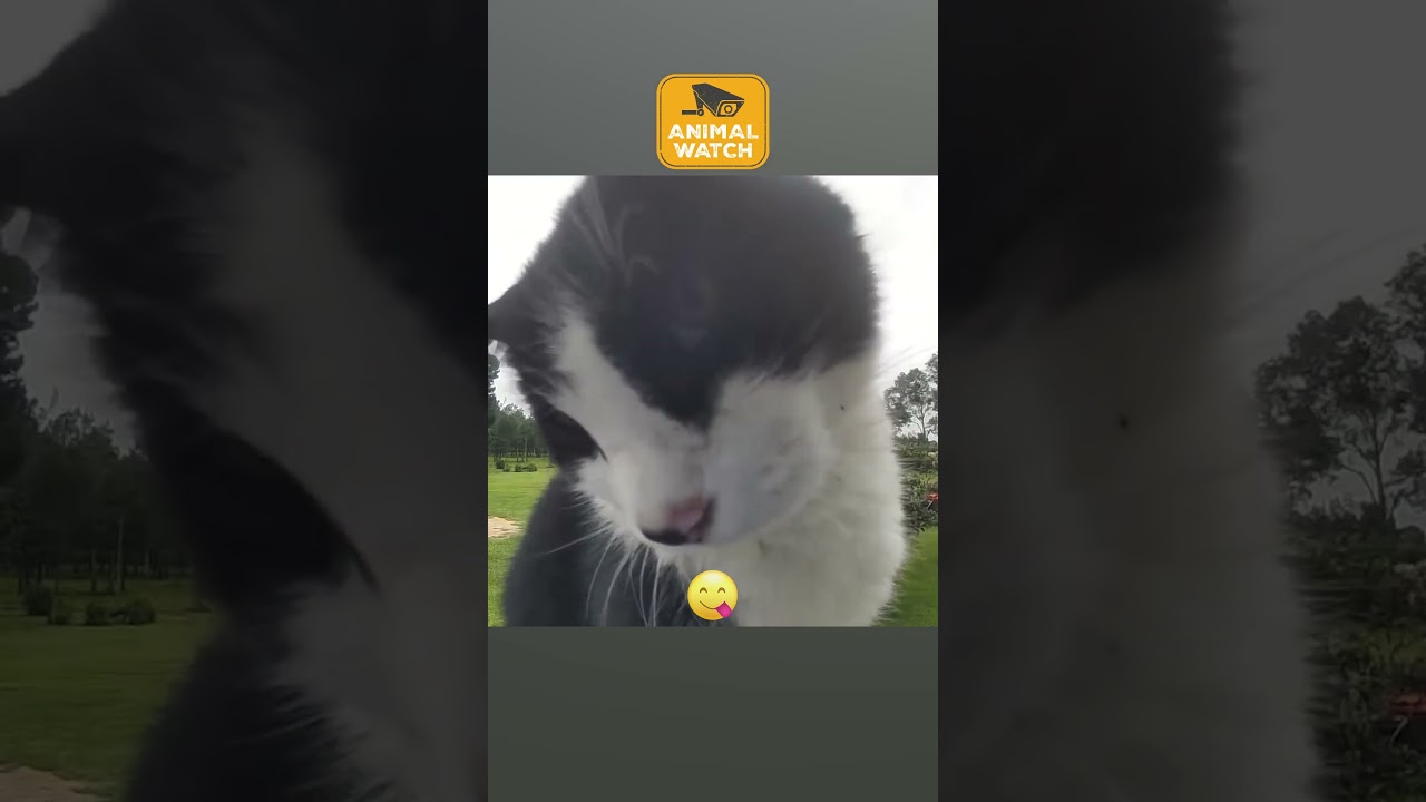 We caught the best animals on the internet so you don't have to!#CCTV #Funny  #Dogs #Cats