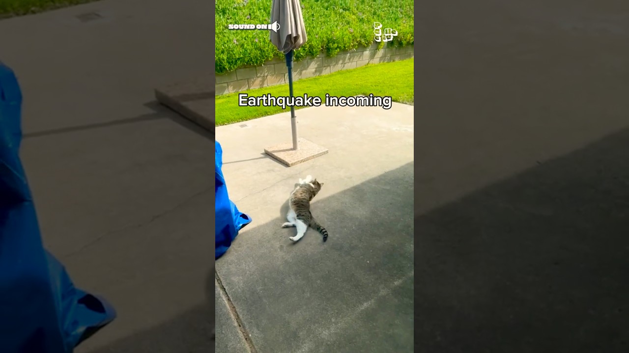 Earthquake Ruins Cat's Sunbathing Time