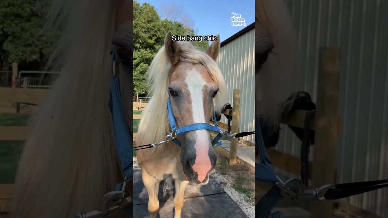 Okay hair queen! 🤣💇‍♀️🐴 #Funny #Horses #AddisonRae #Bob