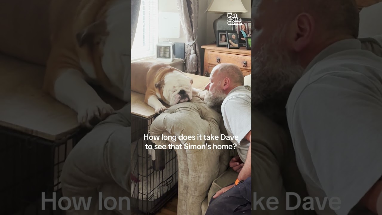 Dave does not care. Dave loves sleep. 😆😴🐶 (Via - Nickie C.) #Dog #Bulldog #DogShorts