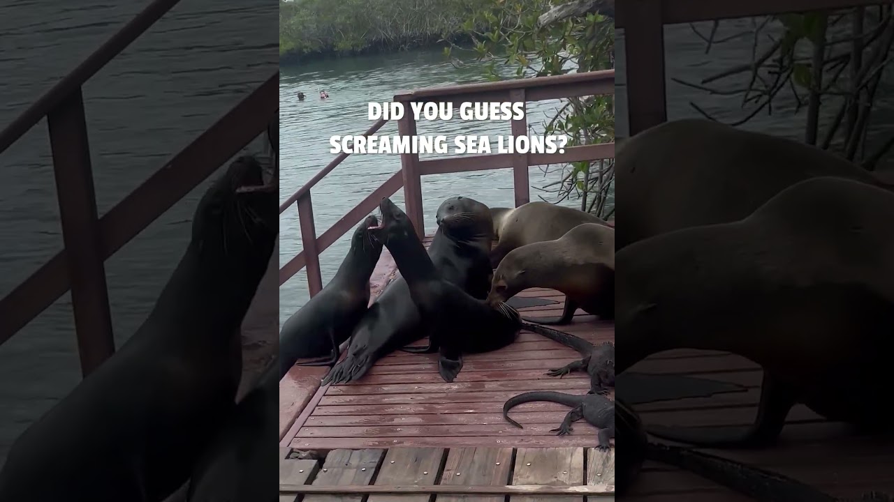 🤣 Can You Guess This Animal?!