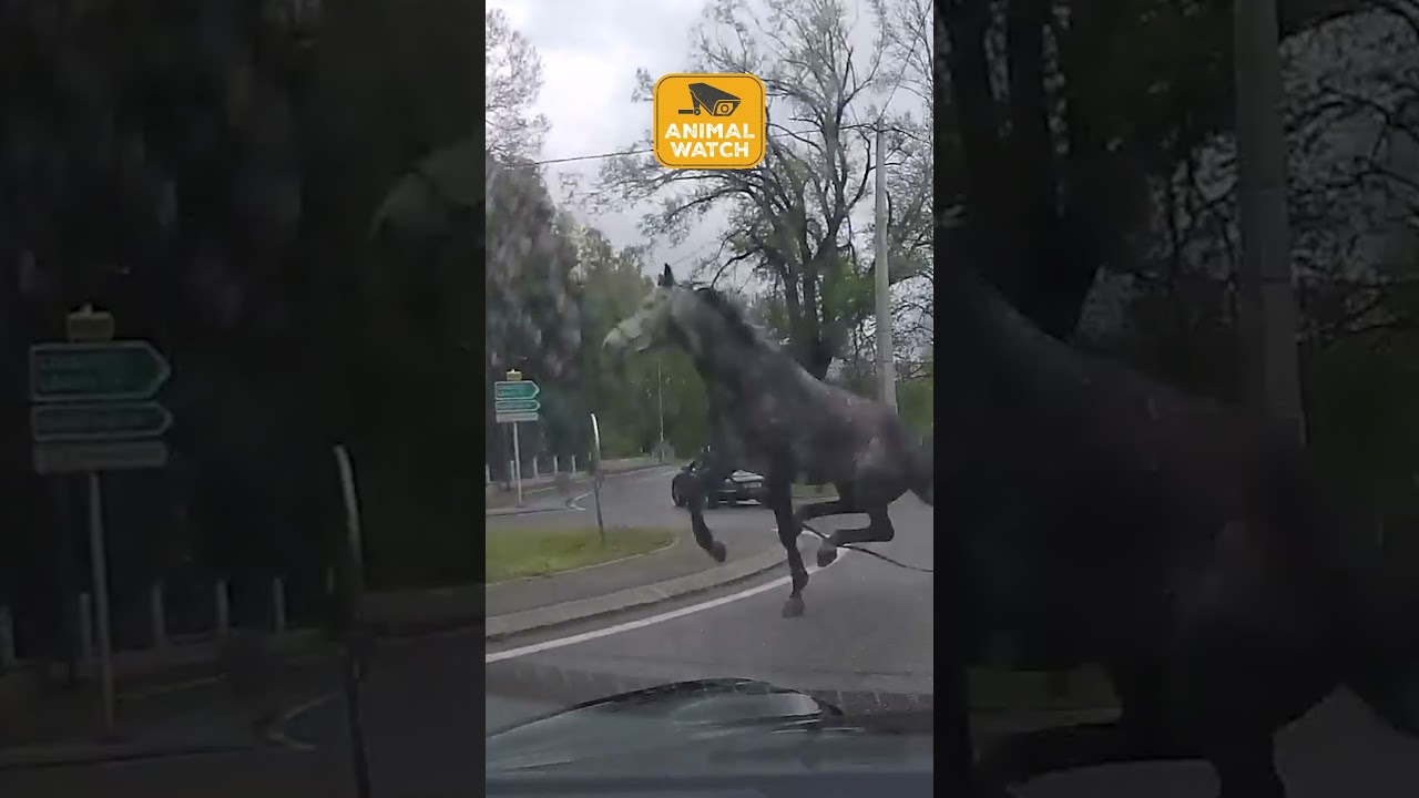 🤣 Crazy Animal Dash-Cam Footage | Animal Watch