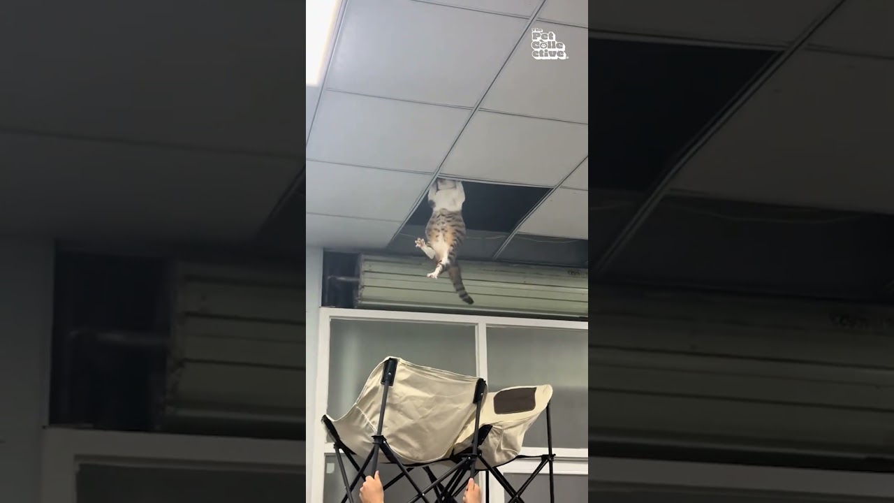 Falling Cat Dangling From Ceiling Is Safely Caught Using Chairs