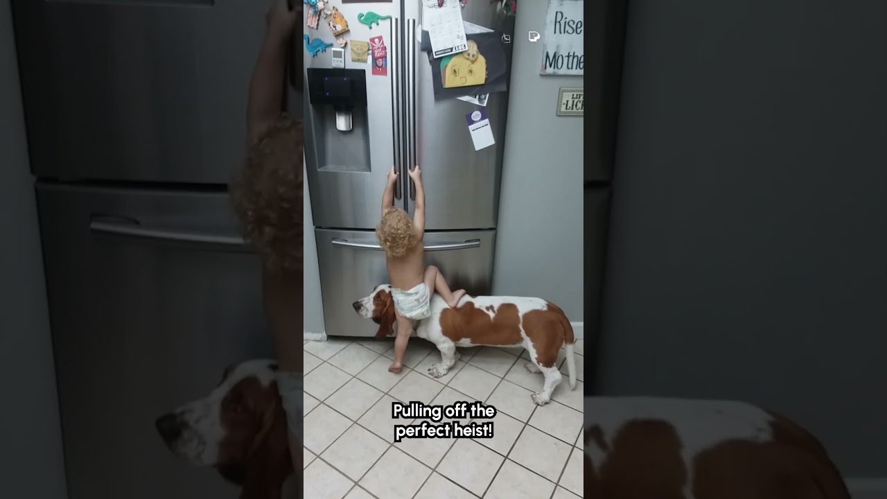 Funny Basset Hound and Baby Break Into Fridge!