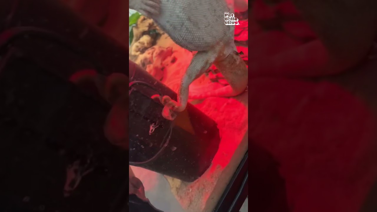 Funny Bearded Dragon Poses In Tank